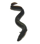Aal